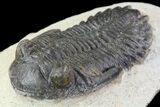 Lot: Assorted Devonian Trilobites - Pieces #76920-1